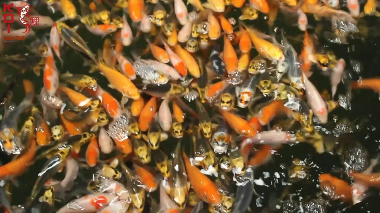 Мальки карпа кои. Мальки рыбок кои.