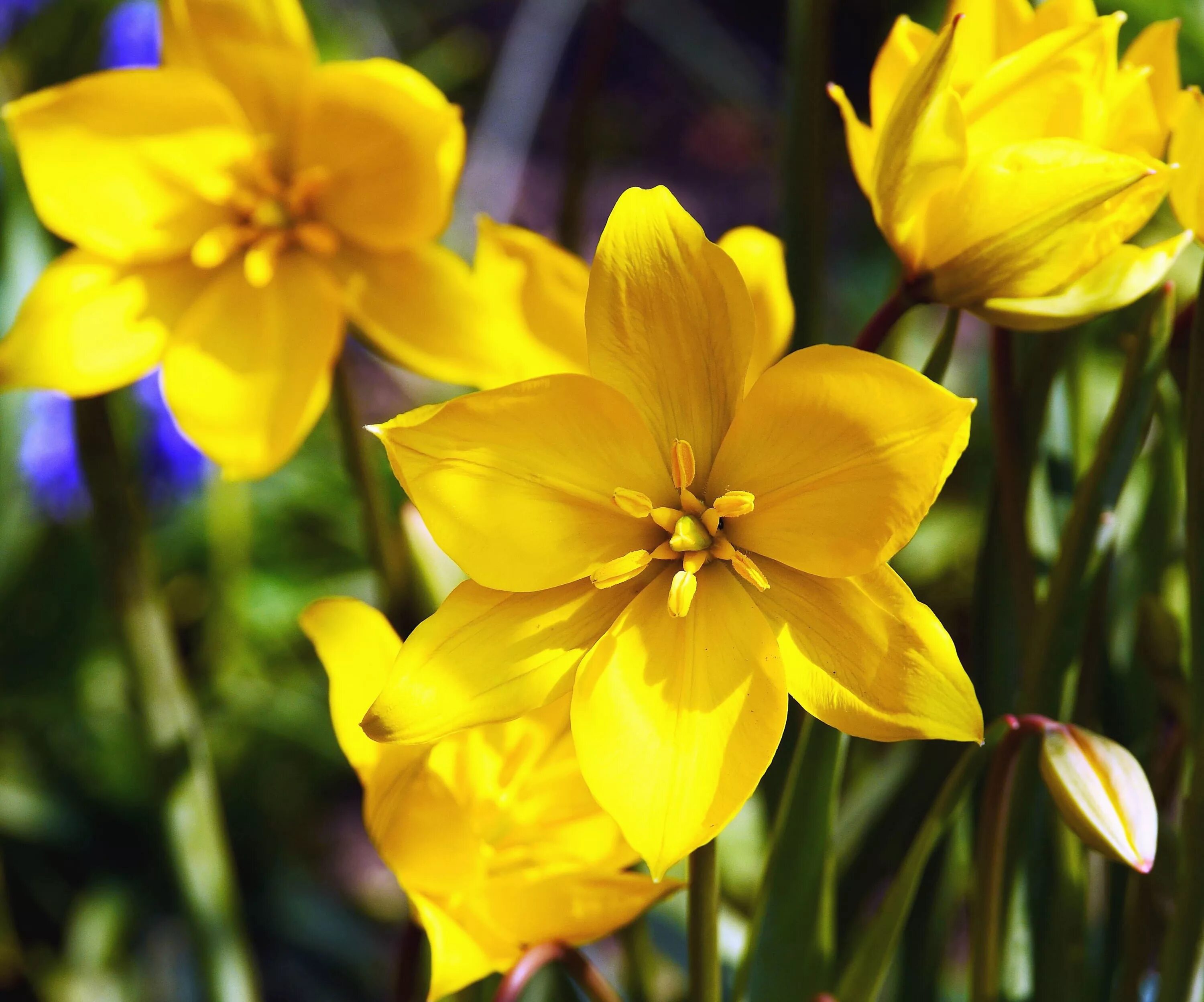 Желтые ранние цветы фото. Желтый ранний Нарцисс. Нарцисс Притти ин Йеллоу. Желтые весенние цветы. Желтые ранние весенние цветы.