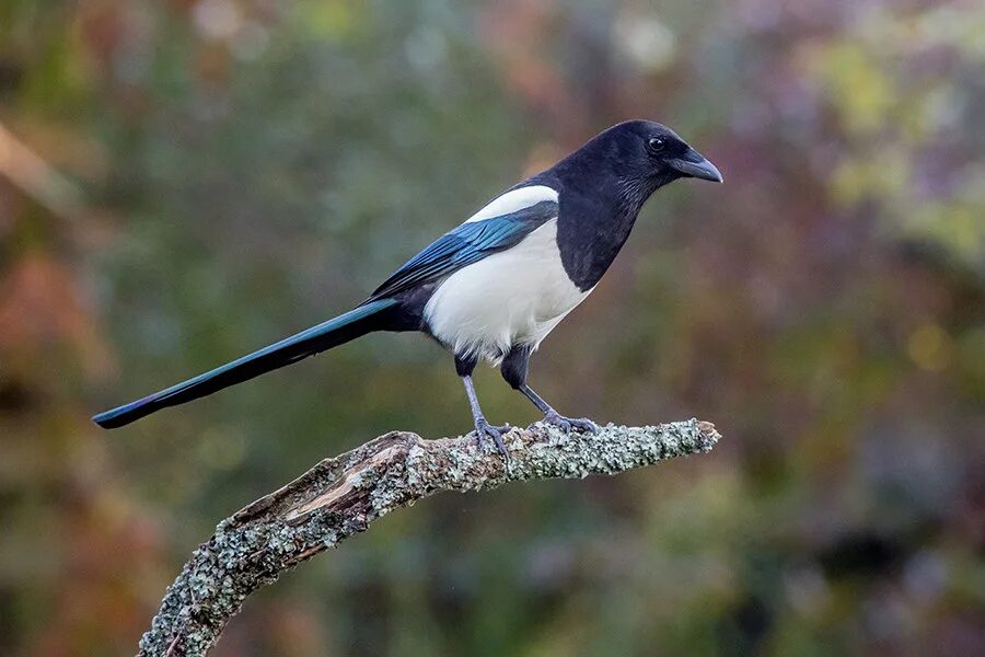 достигал сорока метров. сорока белобока птица. сорока самка. птица похожая на маленькую сороку. сорока pica pica.