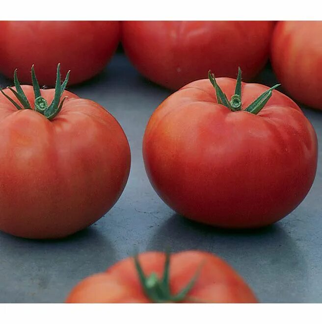Лучшие гибриды томатов