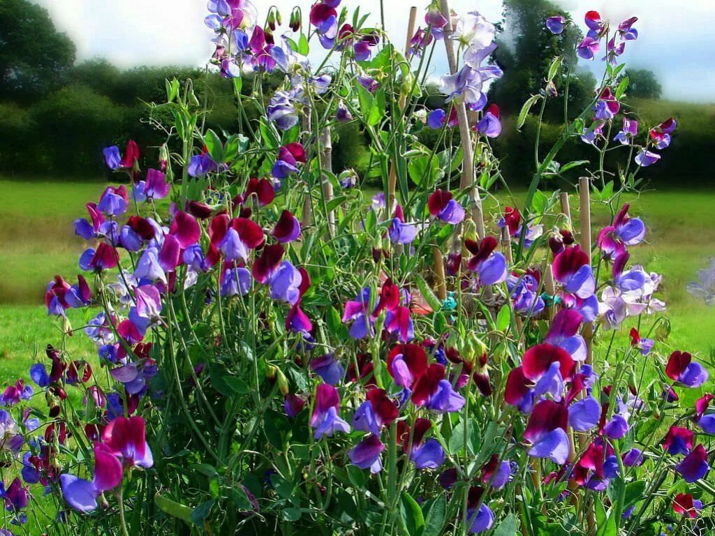 Чина многолетняя. Душистый горошек. Душистый горошек (Lathyrus odoratus). Душистый горошек Матукана. Душистый горошек Лемингтон.