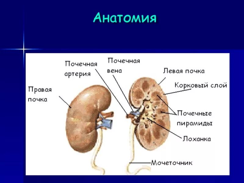 Почки анатомия. Почки анатомия человека. Физиология почек человека. Правая почка меньше левой