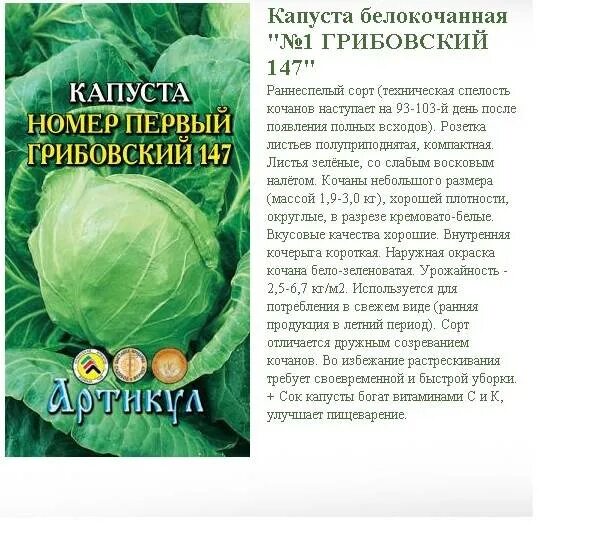 Капуста первый номер. Капуста номер первый Грибовский 147. Капуста БК Грибовский 147. Капуста сорт Грибовский.