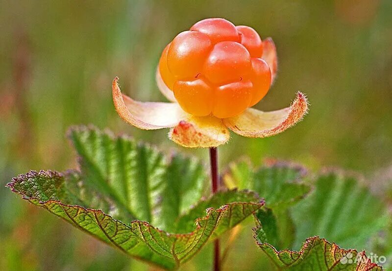 Cloudberry. Чашелистики морошки. Финляндия Морошка. Степная Морошка. Морошка Дикая.