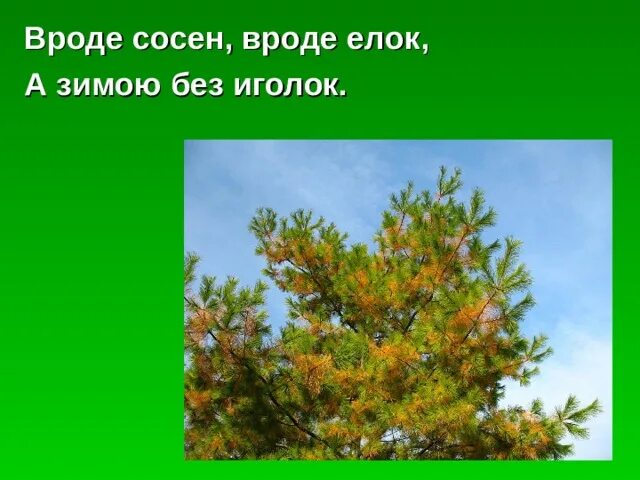 Самое распространенное лиственница. Загадка вроде сосен вроде елок а зимою без иголок. Вроде сосен вроде ёлок а зимою без иголок. Загадка вроде сосен вроде елок а зимою без иголок. Вроде сосен вроде ёлок а зимою без иголок.