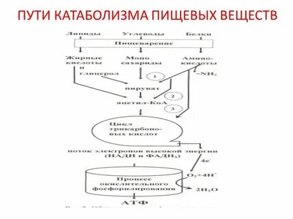 Общая схема катаболизма