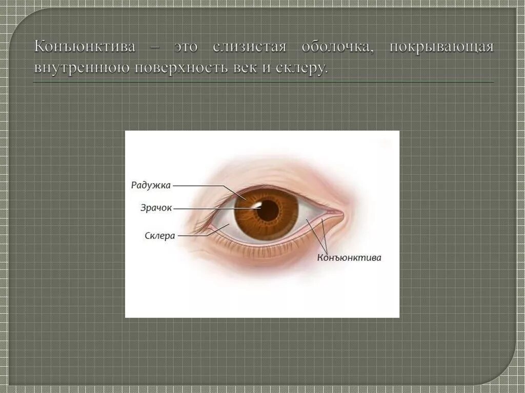 Строение глаза конъюнктива склера. Тарзальная конъюнктива. Конъюнктивит мешок конъюнктивальный мешок. Веки конъюнктива роговица.