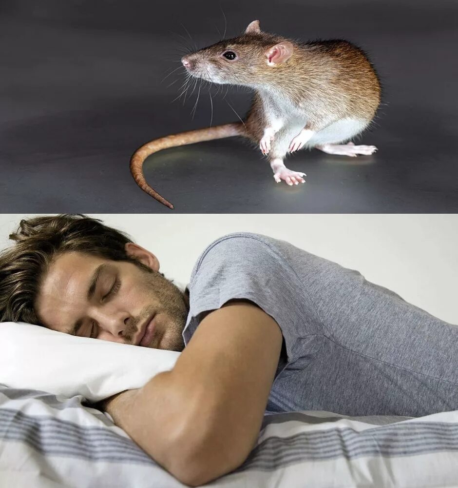 К чему снится белая мышь во сне. К чему снятся крысы. Гигантская прыгающая крыса.