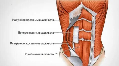 Основная мышца брюшного пресса