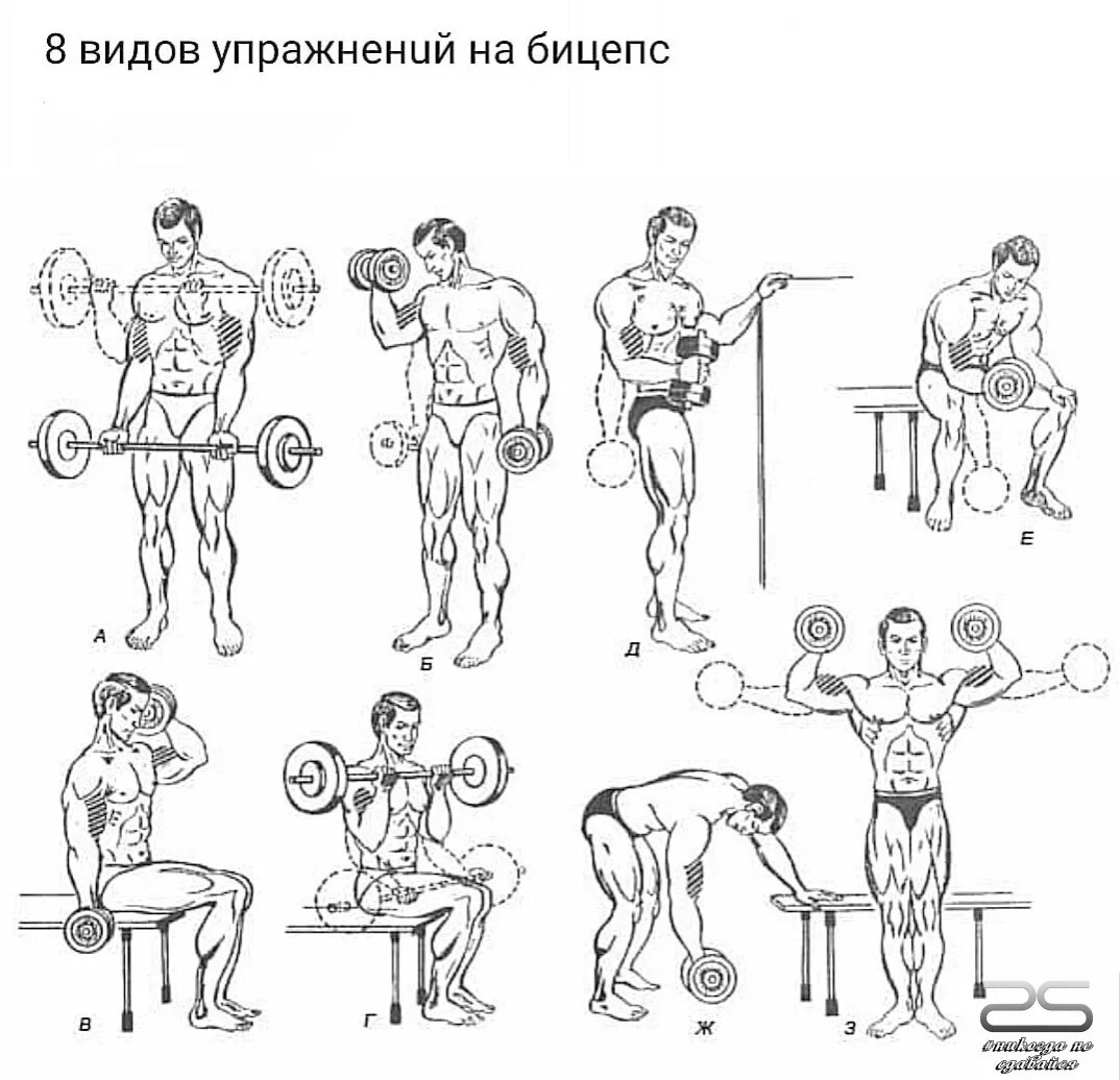 Упражнения с 1 гантелей в домашних условиях для мужчин. Тренировка грудь бицепс трицепс. Упражнения на бицепс с гантелями в домашних условиях для мужчин. Упражнения на грудь со штангой.