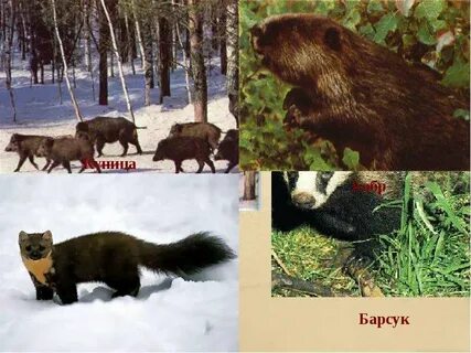 Природные богатства пензенской
