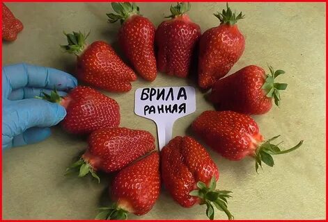 Брилла клубника описание и отзывы фото