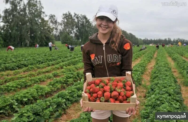 сбор ягод. сбор урожая клубники. подработка ягоды. грядки для клубники. сбор клубники.