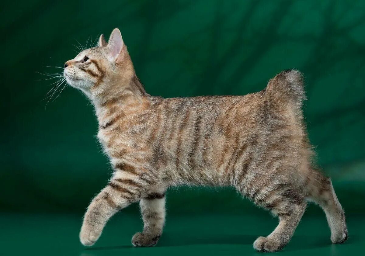 American bobtail. Американский бобтейл короткошёрстный. Курильский бобтейл. Кот Курильский бобтейл. Курильский бобтейл гладкошерстный.