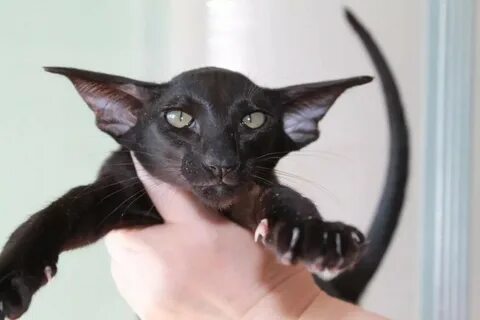 Кот похожий на летучую мышь