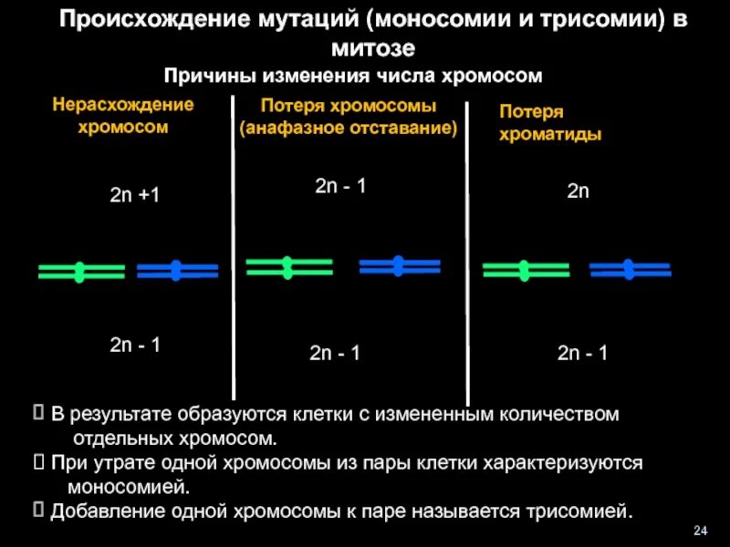 Образуется при нерасхождении хромосом в мейозе. Образуется при нерасхождении хромосом в мейозе