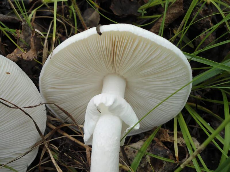 Нижняя сторона шляпки. Бледная поганка гименофор. Мухомор белый (Amanita Verna). Гименофор мухомора. Мухомор белый яйцевидный.