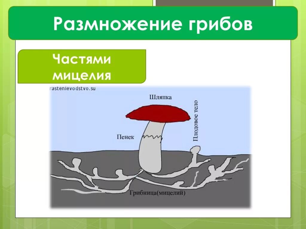 Размножение грибов мицелием. Размножение грибов частями мицелия. Вегетативное размножение грибов мицелием. Вегетативное размножение грибов частями грибницы.