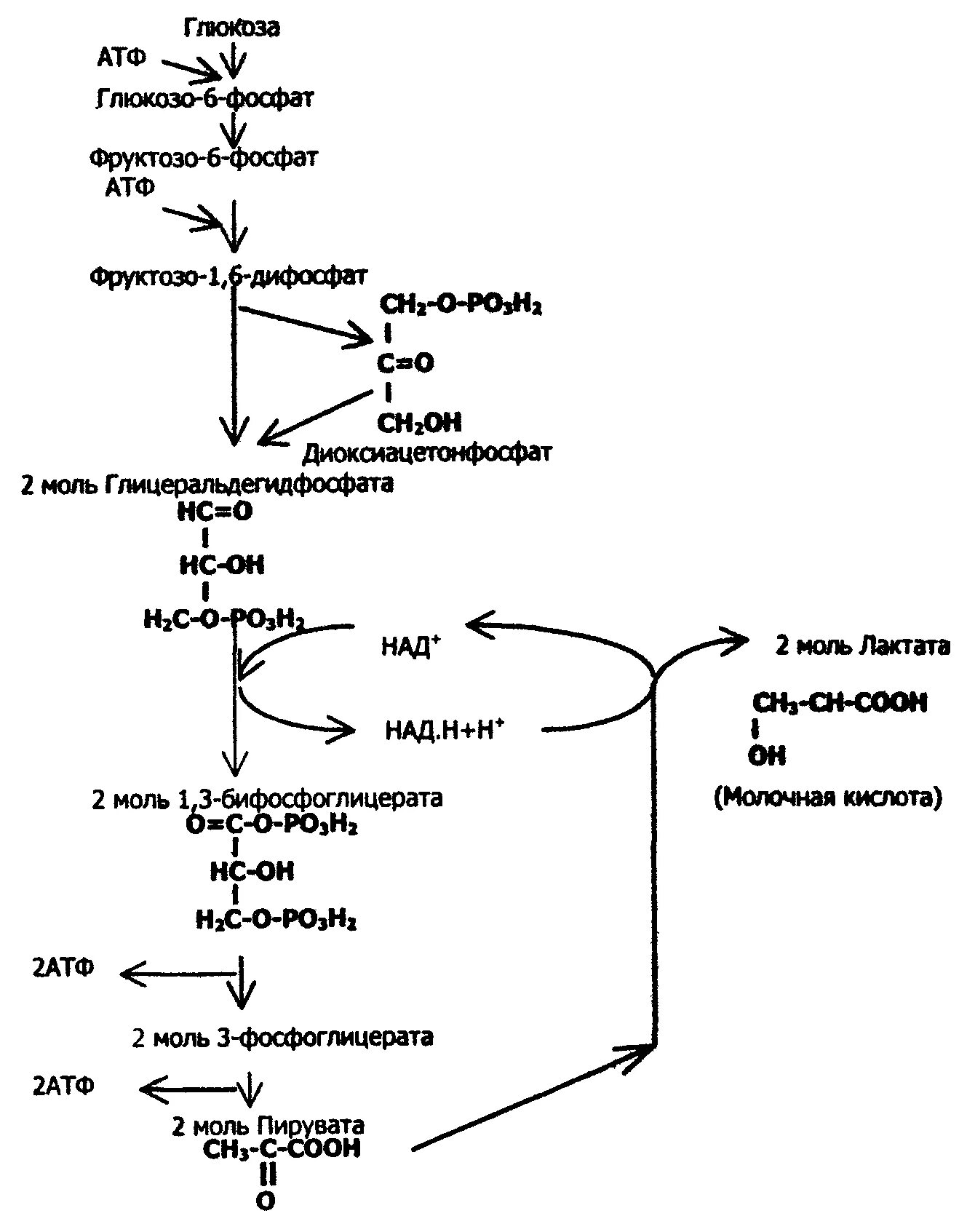 Анаэробный гликолиз схема с ферментами. Схема анаэробного гликолиза биохимия. Схема гликолиза первый этап окисления Глюкозы. Аэробный и анаэробный гликолиз схема. 3 этап окисления глюкозы