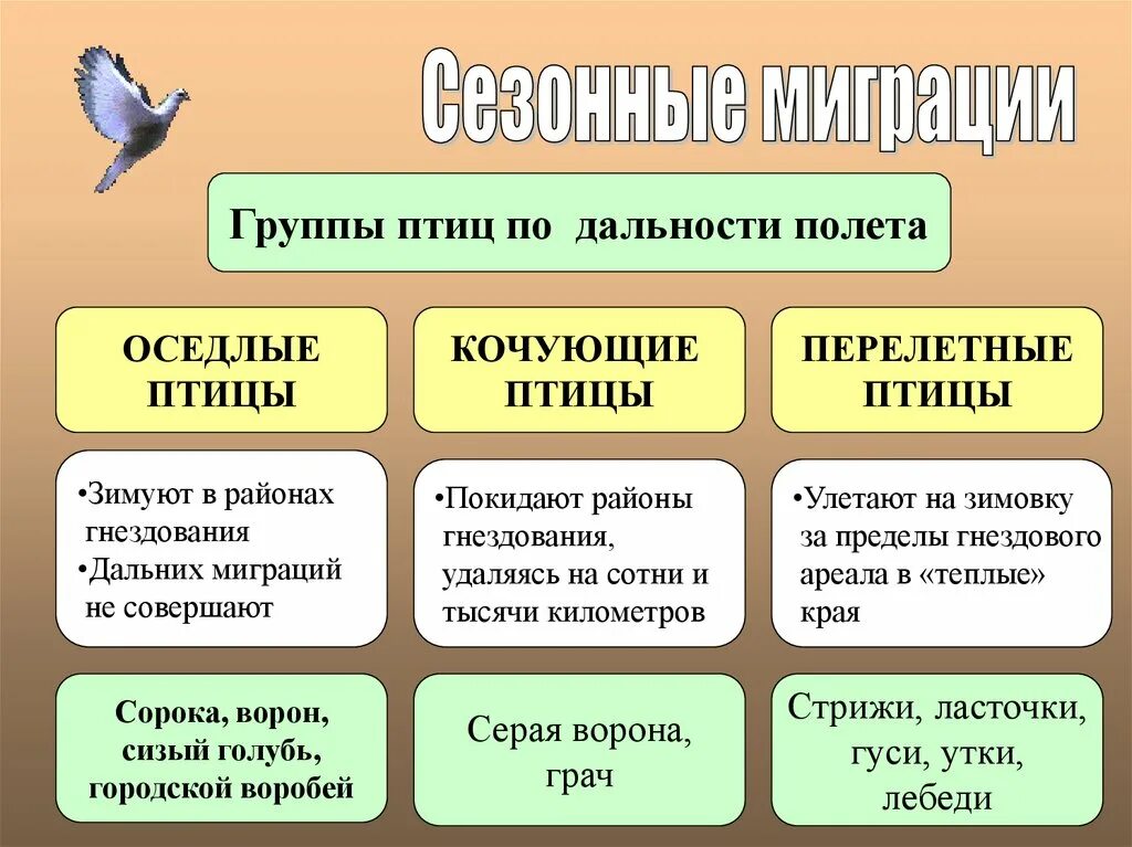 Сезонные изменения в жизни птиц сообщение. Классификация птиц перелетные кочующие оседлые. группы птиц перелетные оседлые кочующие. сезонные миграции птиц. сезонные изменения в жизни птиц.