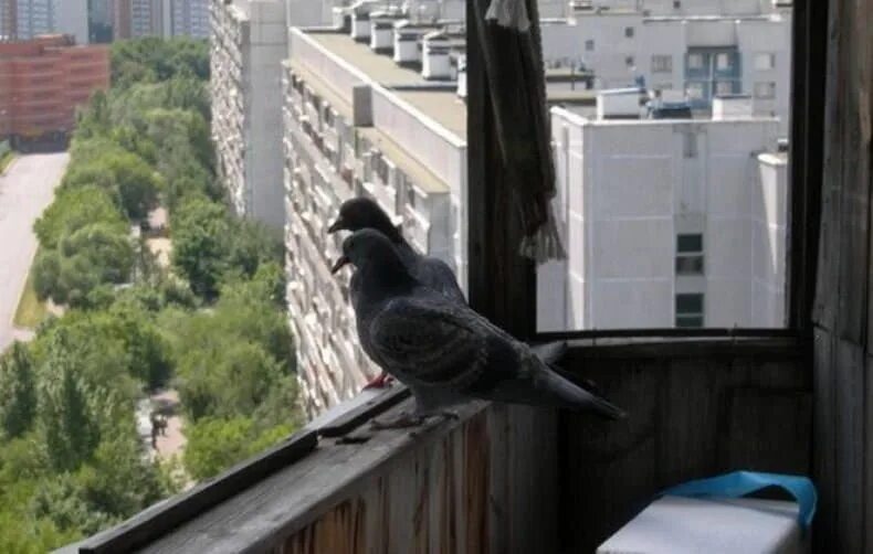 Голуби прилетели на балкон к чему это. Голуби на балконе. отпугиватель птиц на балкон. голубь на подоконнике. домик для голубя на балконе.