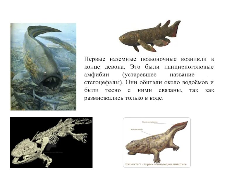 Когда появились первые позвоночные животные. Стегоцефал среда обитания. Первые наземные позвоночные. Первые амфибии. Панцирноголовые амфибии.