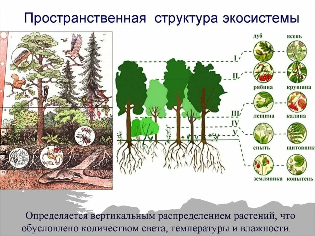 Ярусы лесного биоценоза. Пространственная структура экосистемы ярусность. Пространственная структура экосистемы тайги. Ярусы лесного биогеоценоза. Биоценоз леса пример