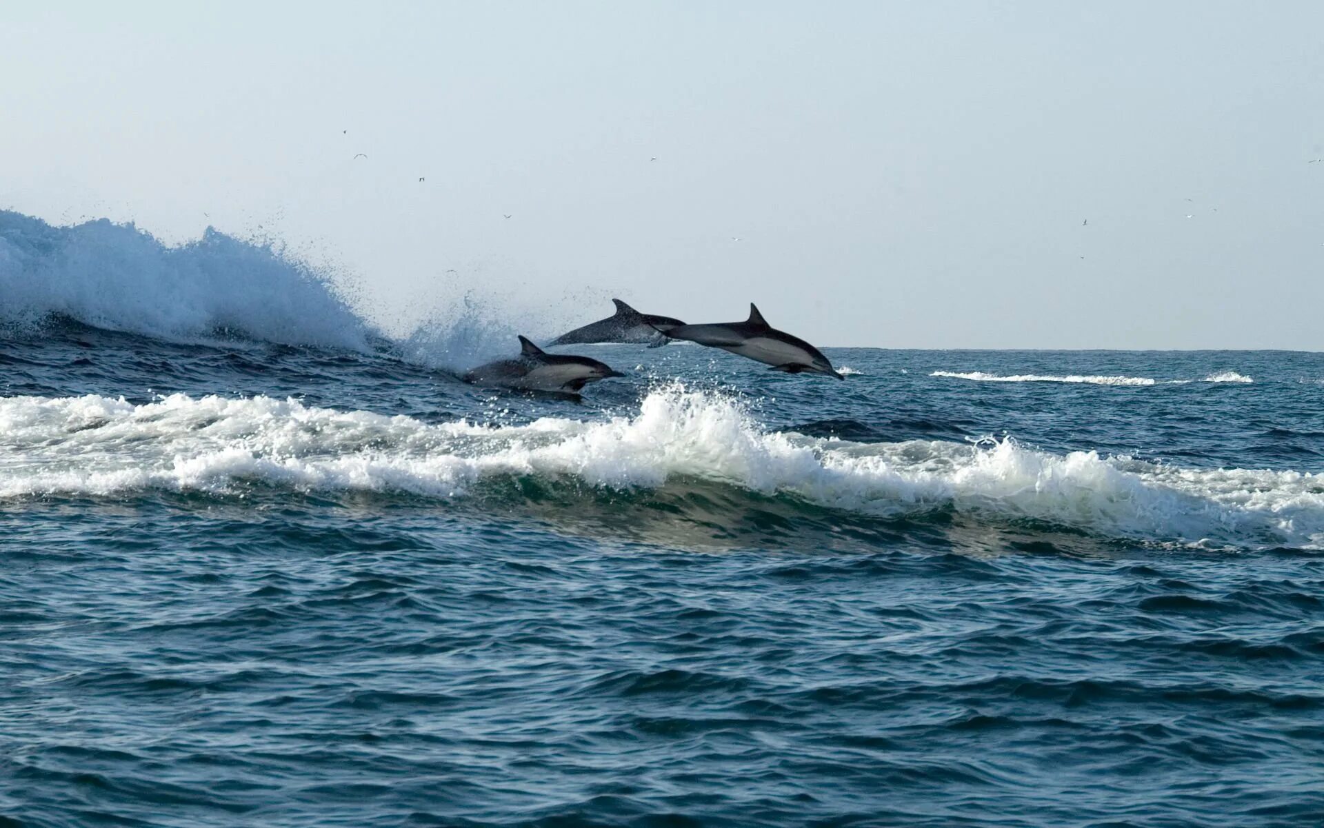 Three oceans