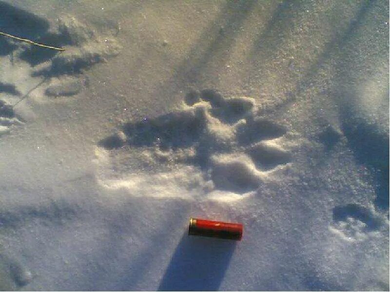 Волчьи следы фото. Следы волка на снегу. Следы волка на снегу зимой. След волка. Отпечатки волка на снегу.