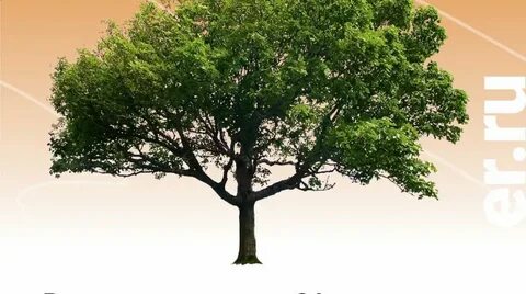 Tree legged