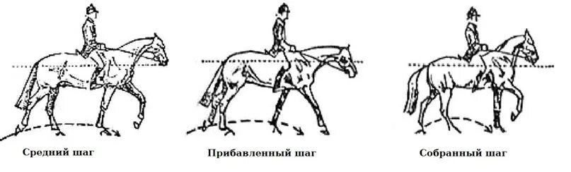 Собранная рысь. Шаг лошади. Схема аллюров лошади. Прибавил шагу. Прибавленный шаг лошади.