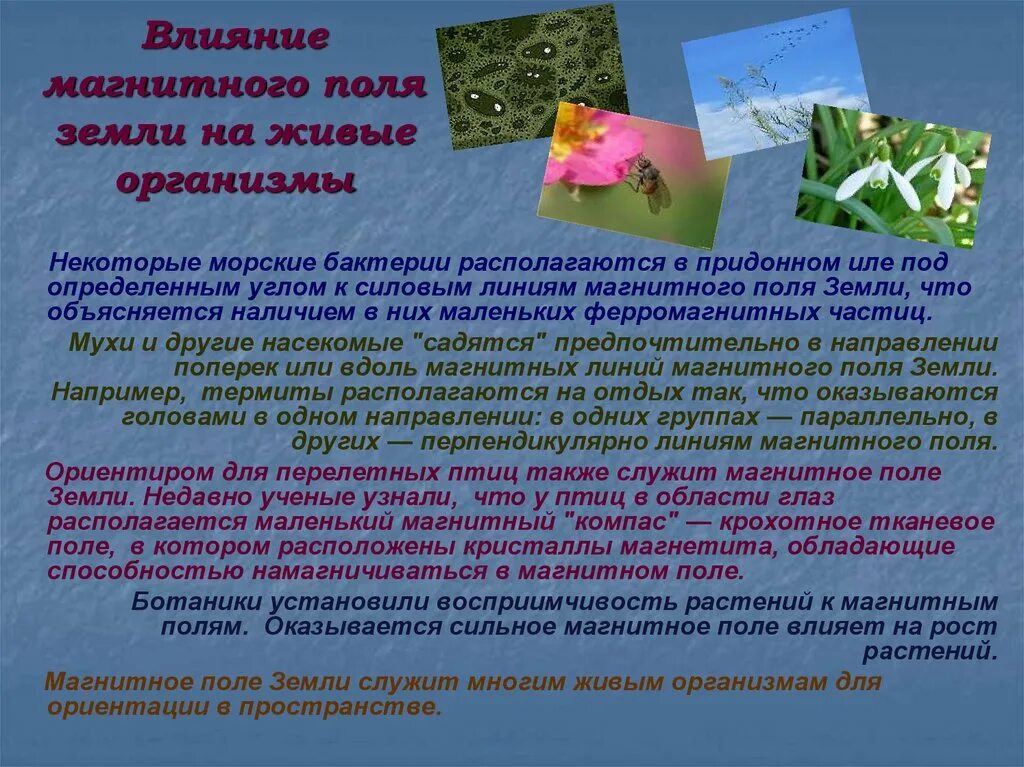 Магнитное поле влияние на живые организмы