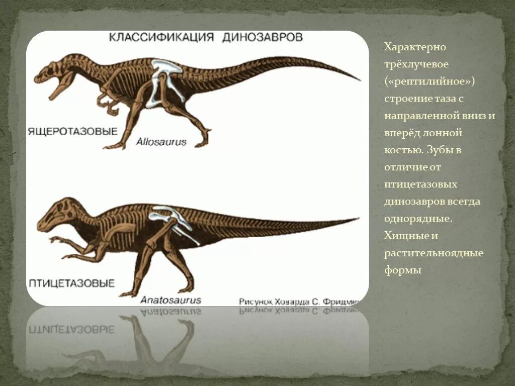 Птицетазовые. Хищные динозавры названия с картинками. Классификация динозавров. Группы динозавров. Строение динозавра.