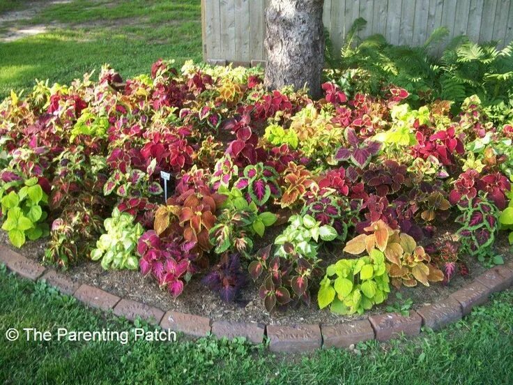Coleus Care Guide: Everything You Need To Know Shade plants, Planting flowers, O