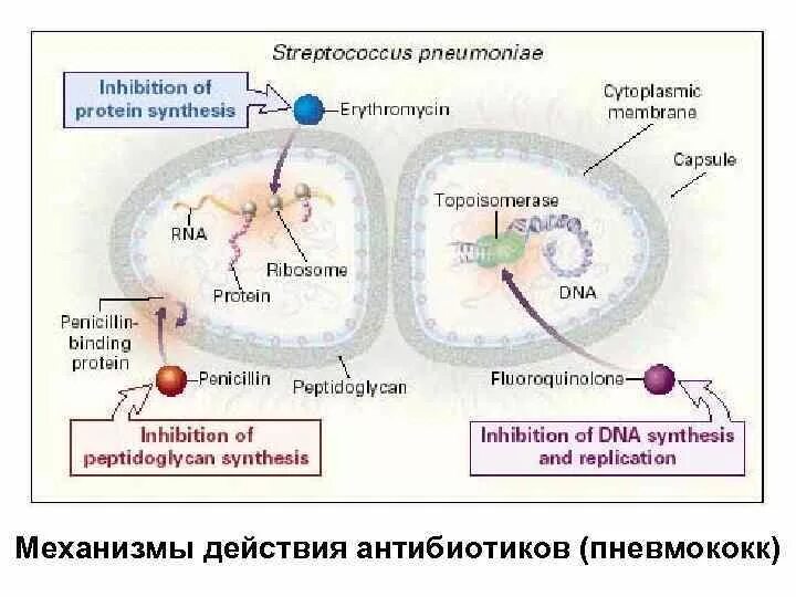 Антигены пневмококков. Антигены пневмококков. Streptococcus pneumoniae строение. Сенсибилизированный организм это. Антигены пневмококков.