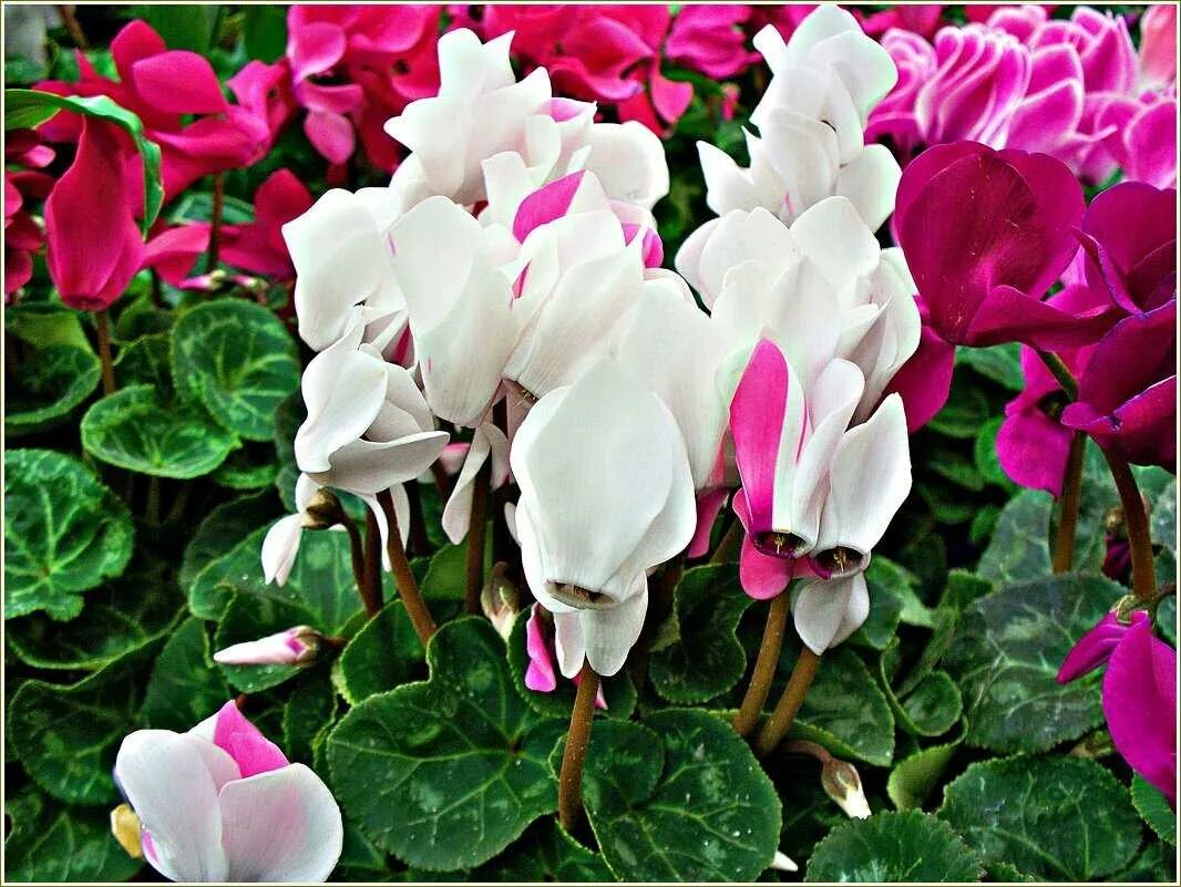 Цикламен персидский агава. Цикламен кореи. Цикламен. Цикламен персидский. Цикламен персидский (cyclamen persicum.