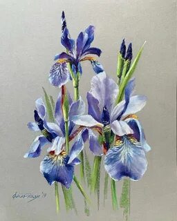 Iris pastel