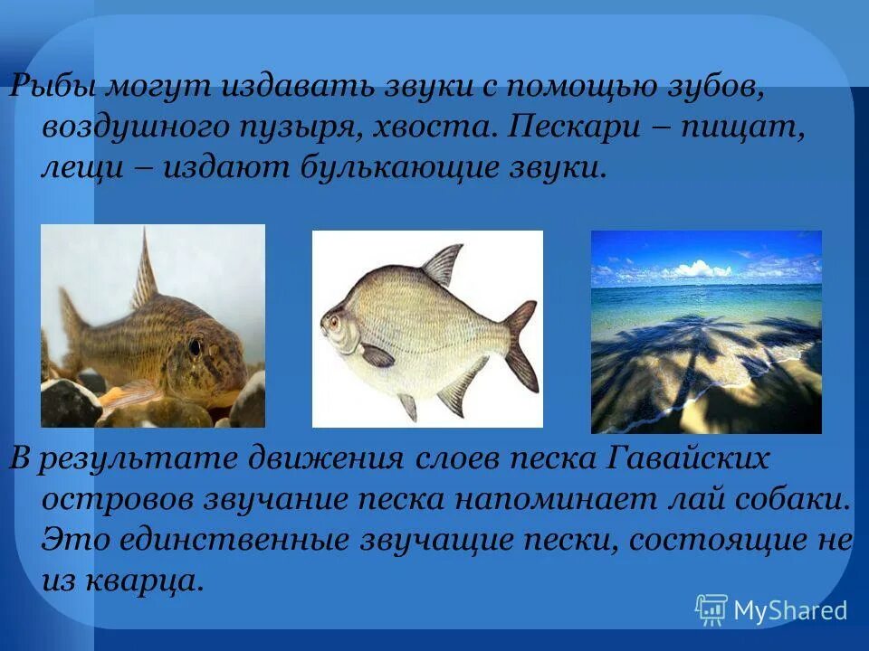 Хищные рыбы. Звуки рыб. Разговор с рыбой. Рыбы издают звуки. Имена для рыб мальчиков.