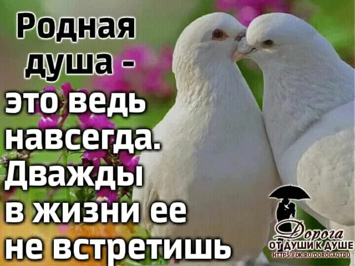 Живем всего два раза. Родная душа. Родная душа это ведь навсегда. Найти родную душу. Родная душа цитаты.