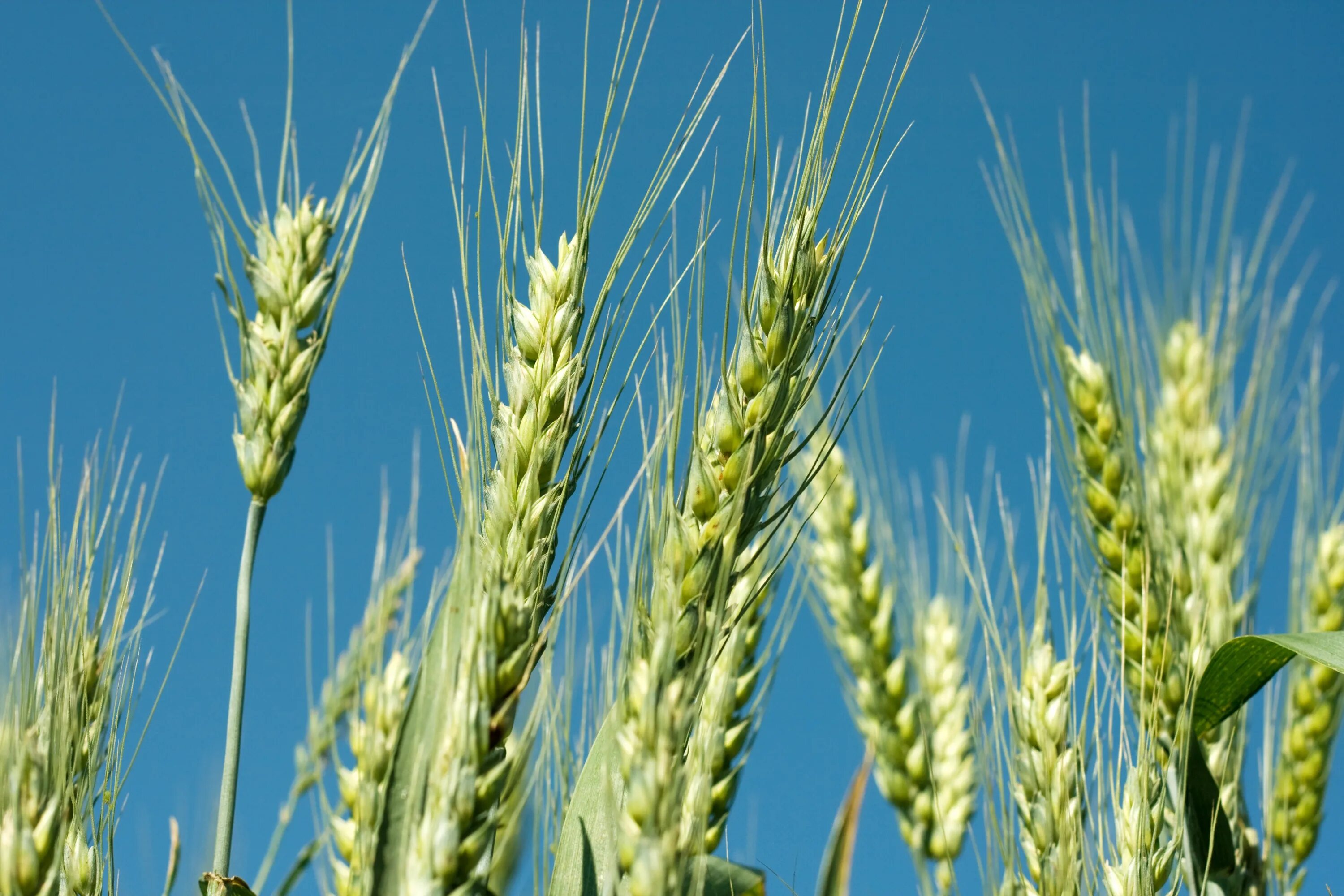 Пшеница фото. Пшеница сельскохозяйственная культура. Пшеница растение. Ячмень растение.