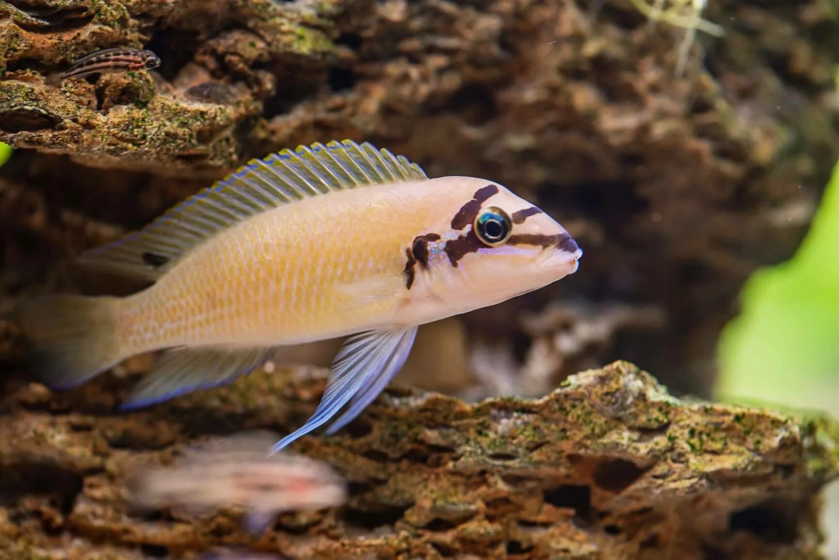 Рыбы озера танганьика. Рыбки цихлиды Танганьика. Chalinochromis brichardi. Цихлиды оз Танганьика. Рыбки озера Танганьика.