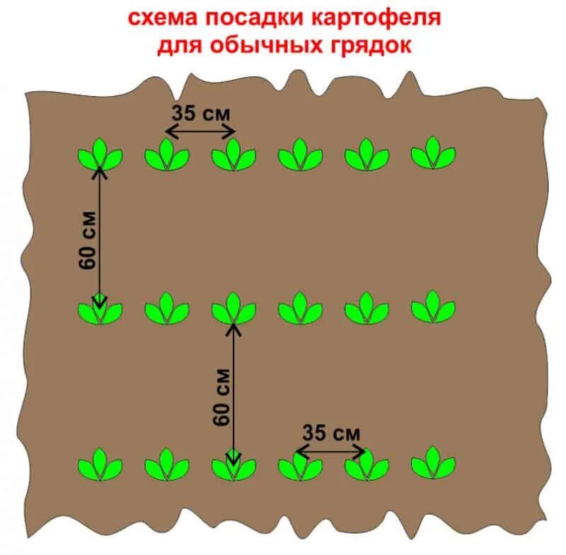 Лучшая посадка картофеля. Посадка картофеля расстояние между рядами и кустами. расстояние при посадке картофеля между клубнями и рядами. схема посадки картофеля. расстояние между рядами картошки при посадке.