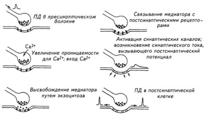 Последовательность этапов нервного импульса