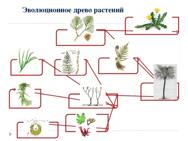 Растительное происхождение биологическая. Родословное Древо растений. Эволюционное Древо растений. Схема эволюционного развития растений.