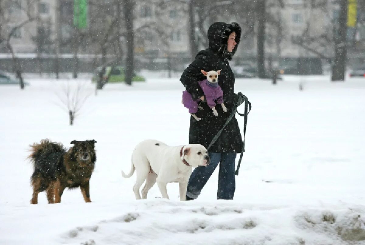 Собака вышла погулять. Прогулка с собакой. Прогулка с собакой зимой. Человек с собакой зимой. Прогулка с питомцем.