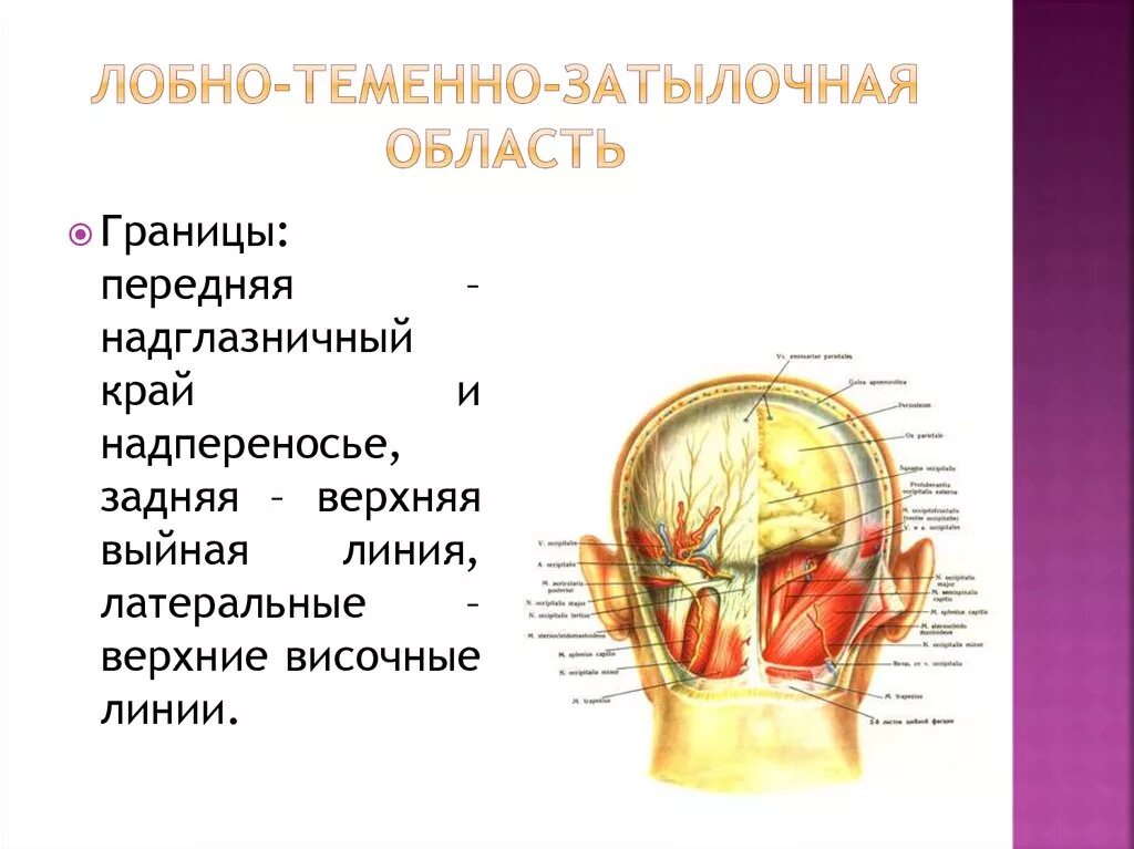 Затылок описание. Топографическая анатомия лобно-теменно-затылочной области головы. Лобно затылочно теменная область топография. Границы лобно-теменно-затылочной области.