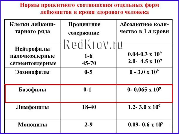 Повышенный уровень лейкоцитов в крови у мужчин. Показатели абсолютного содержания базофилов в крови. Норма содержания базофилов в крови у ребенка. Норма базофилов у детей 5. Нормы базофилов в крови у взрослых.