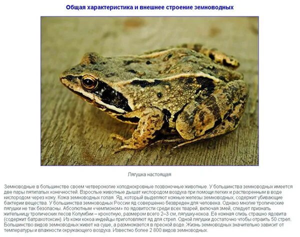 Внешнее строение бесхвостых земноводных. Внешнее строение земноводных 7 класс биология лягушка. Внешнее строение земноводных лягушки. Лабораторная работа внешнее строение земноводных. Биология 7 класс земноводные внешнее строение лягушки.