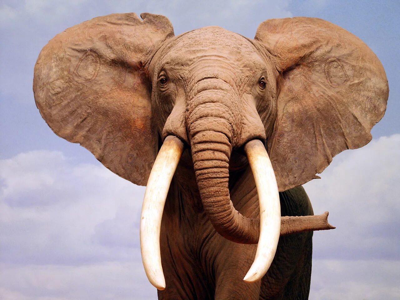 хобот африканского слона. слон фото. уши африканского слона. уши слона. хобот и бивни слона.