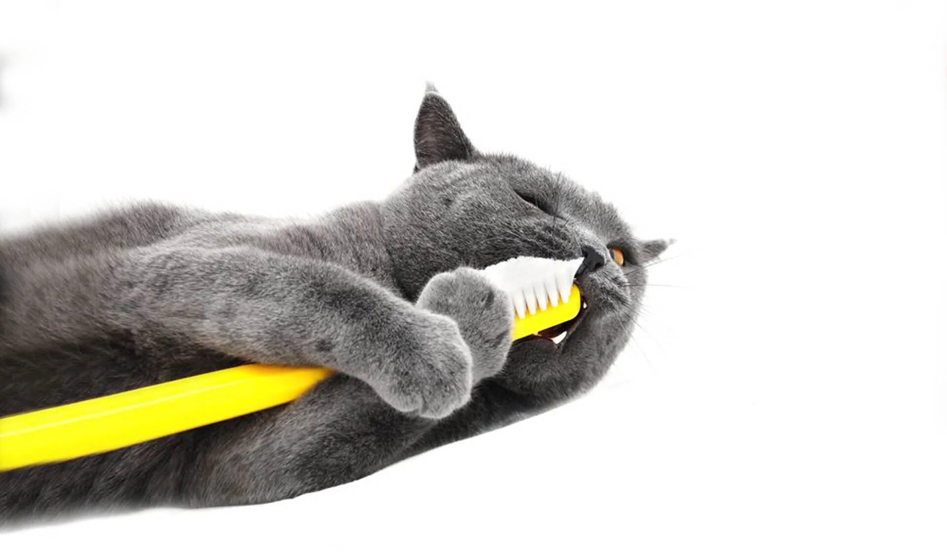 Котам надо чистить зубы